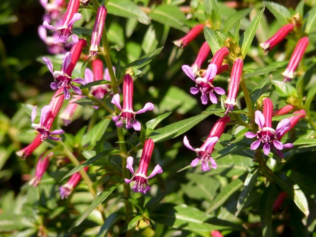 Куфея ланцетовидная (Сuphea lanceolata) Куфея ланцетовидная (Сuphea lanceolata)