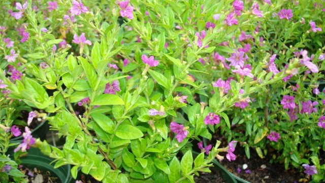 Куфея иссополистная (Сuphea hyssopifolia) Куфея иссополистная (Сuphea hyssopifolia)