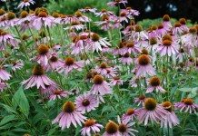 Эхинацея пурпурная (Echinacea purpurea)