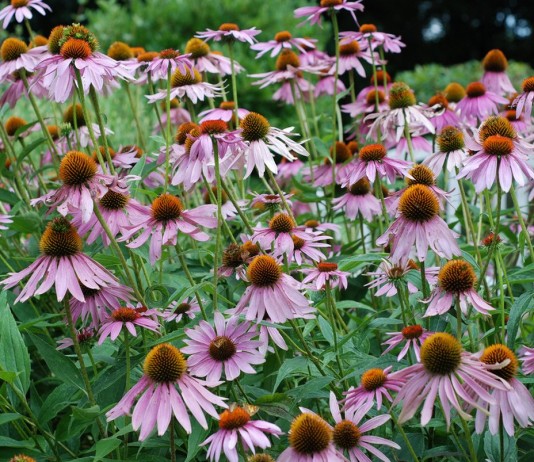 Эхинацея пурпурная (Echinacea purpurea)
