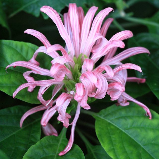 Якобиния телесная (Jacobinia carnea) Якобиния телесная (Jacobinia carnea)