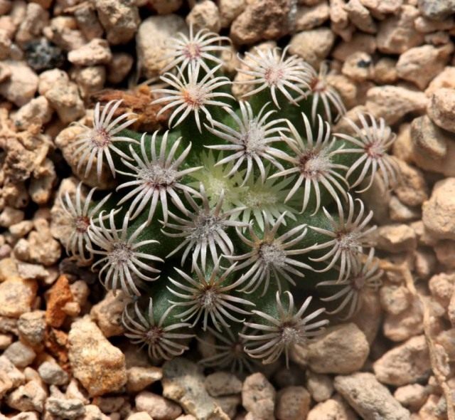 Маммиллярия Эрреры (Mammillaria herrerae) Маммиллярия Эрреры (Mammillaria herrerae)