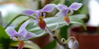Фаленопсис конский (Phalaenopsis equestris)
