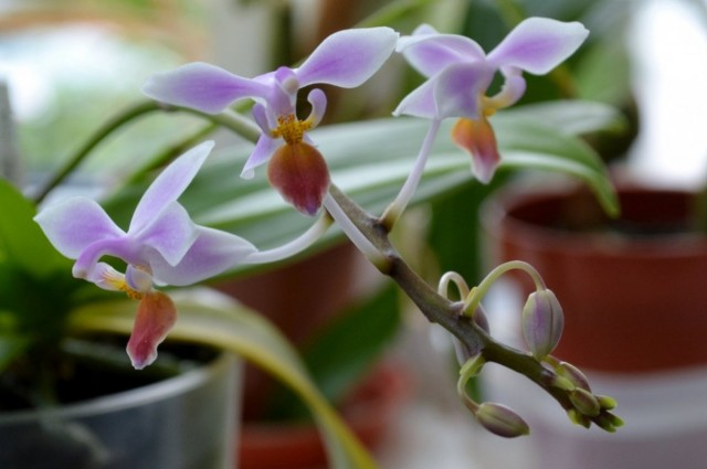 Фаленопсис конский (Phalaenopsis equestris) Фаленопсис конский (Phalaenopsis equestris)
