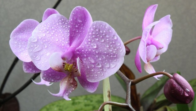 Фаленопсис шиллера (Phalaenopsis schilleriana) Фаленопсис шиллера (Phalaenopsis schilleriana)
