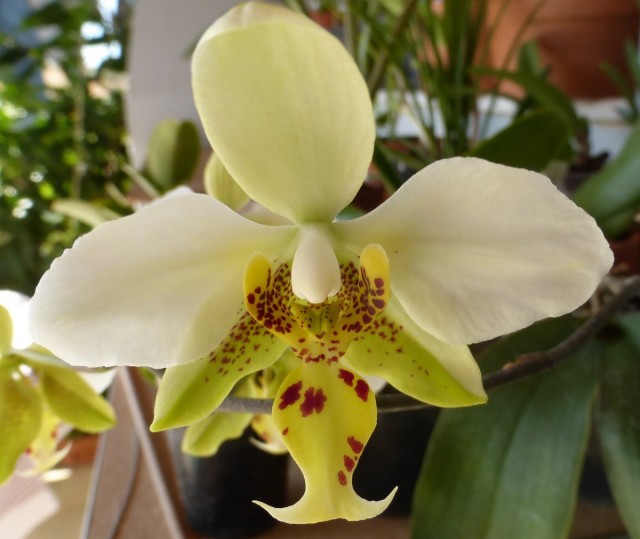 Фаленопсис стюарта (Phalaenopsis stuartiana) Фаленопсис стюарта (Phalaenopsis stuartiana)