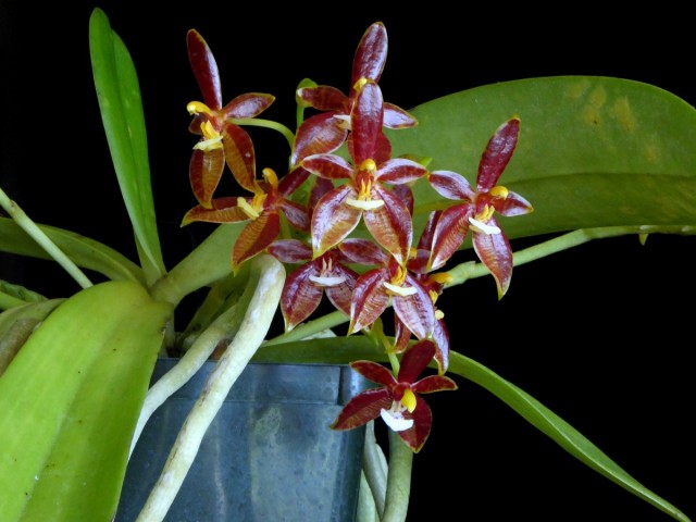 Фаленопсис оленерогий (Phalaenopsis cornu-cervi) Фаленопсис оленерогий (Phalaenopsis cornu-cervi)