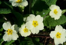Примула обыкновенная (Primula vulgaris)