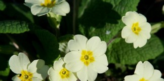 Примула обыкновенная (Primula vulgaris)