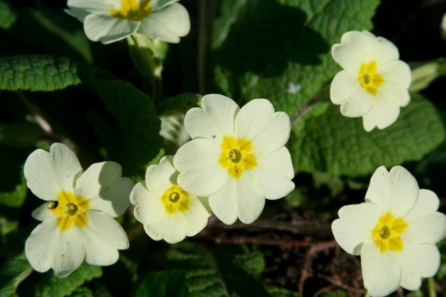 Примула обыкновенная (Primula vulgaris) Примула обыкновенная (Primula vulgaris)