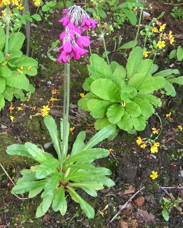 Примула Биса (Primula beesiana)