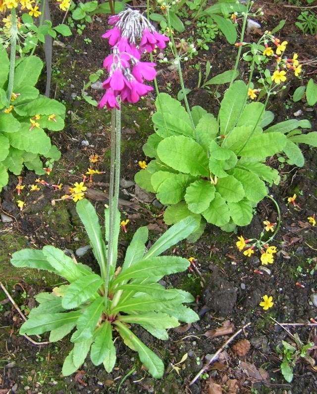 Примула Биса (Primula beesiana) Примула Биса (Primula beesiana)