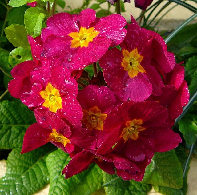 Примула (Primula) Примула (Primula)