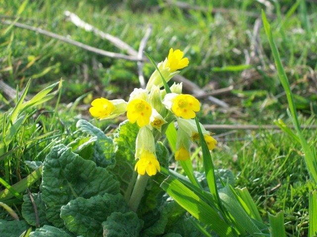 Примула весенняя (Primula veris) Примула весенняя (Primula veris)