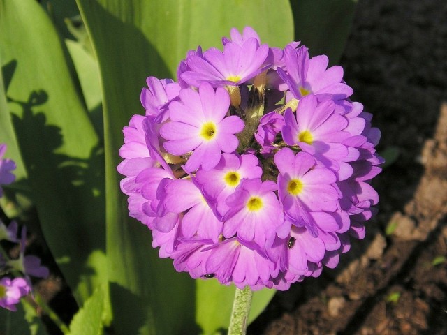 Примула мелкозубчатая (Primula denticulata) Примула мелкозубчатая (Primula denticulata)