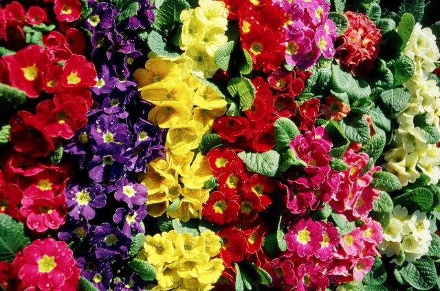 Примула Юлии (Primula juliae) Примула Юлии (Primula juliae)