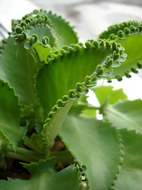 Бриофиллум чашечковидный (Kalanchoe pinnata (Syn. Bryophyllum calycinum, Bryophyllum pinnatum))