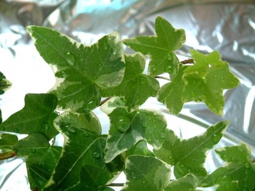 Плющ (Hedera) Плющ (Hedera)