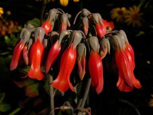 Бриофиллум трубчатоцветковый соцветие (Kalanchoe delagoensis (Syn. Bryophyllum delagoense, Bryophyllum tubiflorum, Bryophyllum verticillatum))