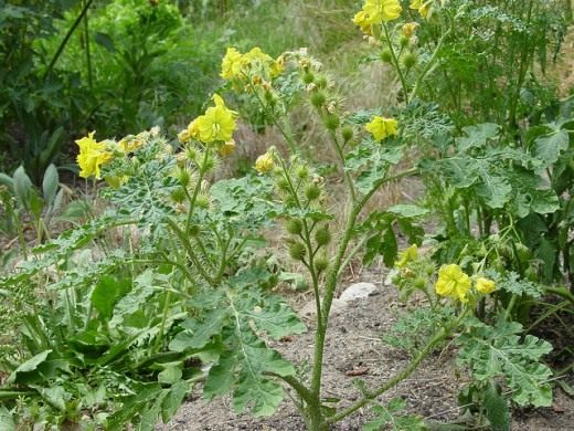 Паслен колючий (Buffalo bur)