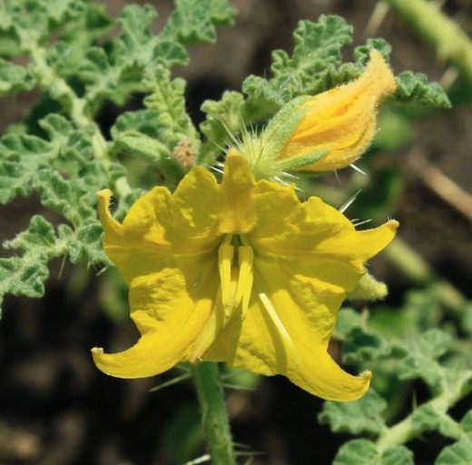 Паслен колючий (Buffalo bur)