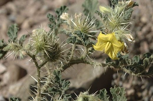 Паслен колючий (Buffalo bur)