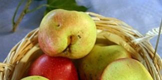 Яблоко Золотой Ранет