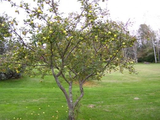 Яблоня (Apple tree)
