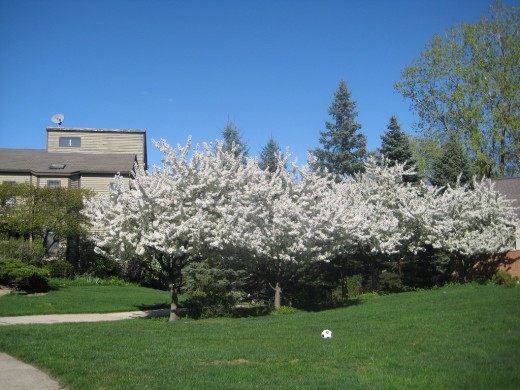 Яблони (Apple trees)