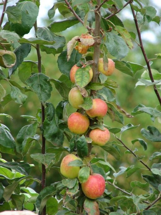 Яблоня (Apple tree)
