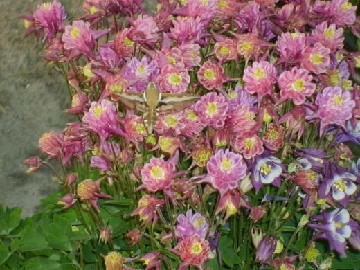 Аквилегия (Aquilegia)
