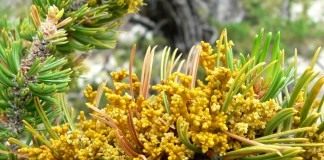 Арцеутобиум можжевеловый (Arceuthobium oxicedri) или Можевелоядник