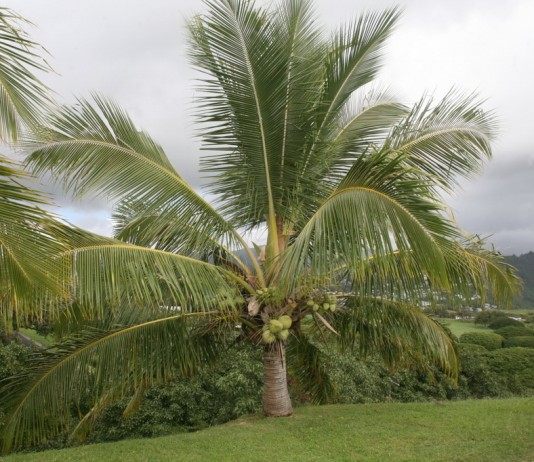 Кокосовая пальма