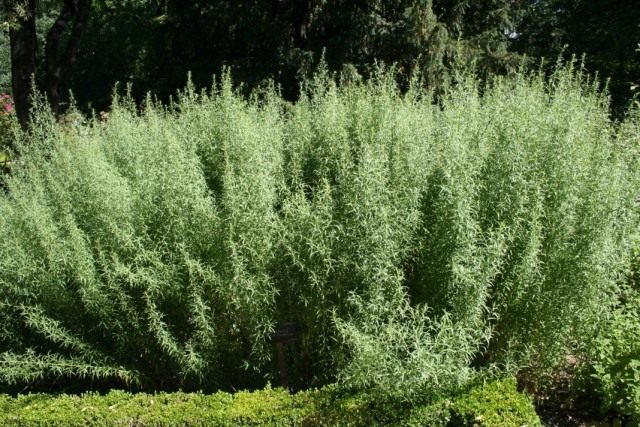 Полынь эстрагонная, или эстрагон, или тархун (Artemisia dracunculus) Полынь эстрагонная, или эстрагон, или тархун (Artemisia dracunculus)