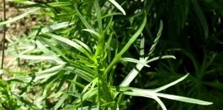 Полынь эстрагонная, или эстрагон, или тархун (Artemisia dracunculus)