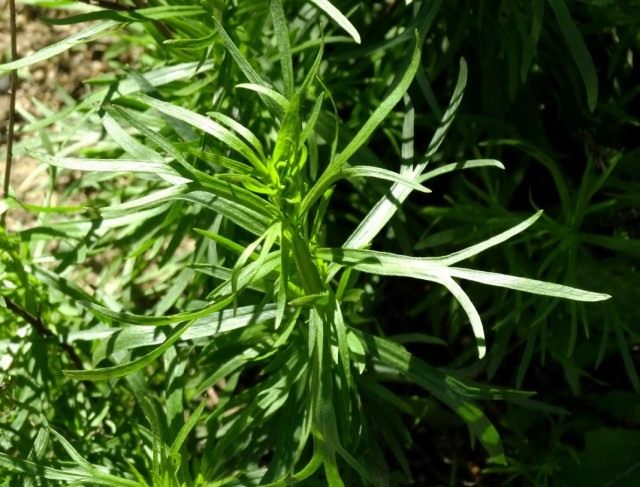 Полынь эстрагонная, или эстрагон, или тархун (Artemisia dracunculus) Полынь эстрагонная, или эстрагон, или тархун (Artemisia dracunculus)