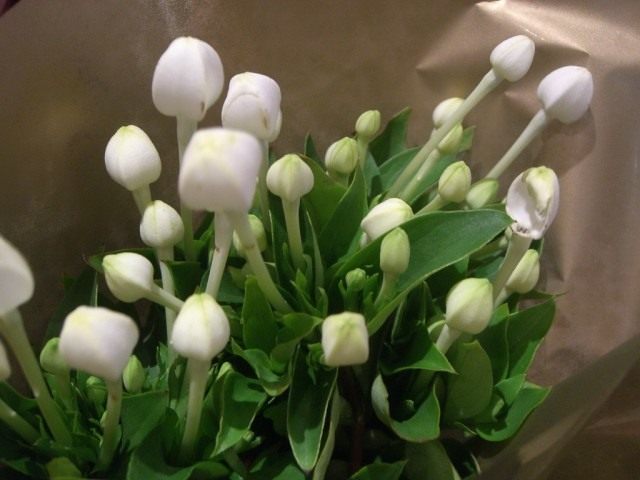Бувардия длинноцветковая (Bouvardia longiflora) Бувардия длинноцветковая (Bouvardia longiflora)