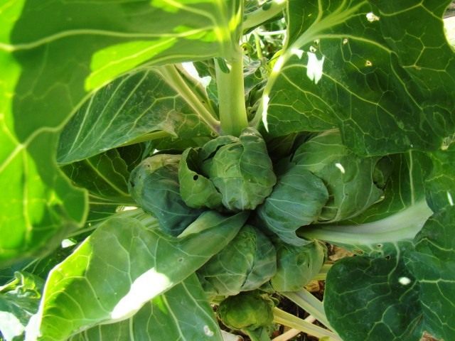 Брюссельская капуста (Brassica oleracea var. gemmifera) Брюссельская капуста (Brassica oleracea var. gemmifera)