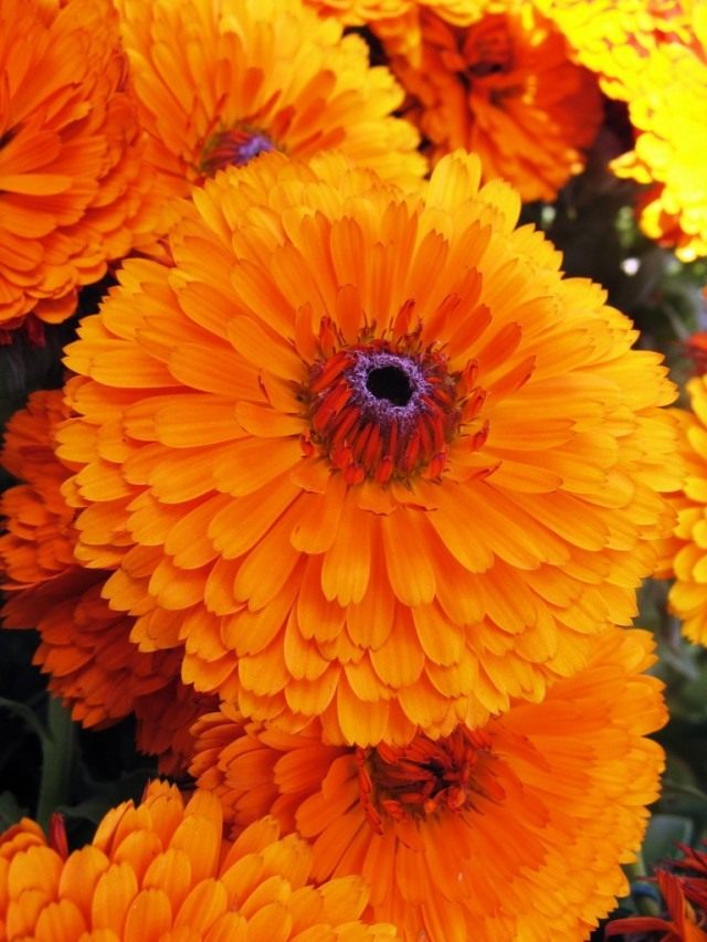 Календула, или Ноготки (Calendula) Календула, или Ноготки (Calendula)