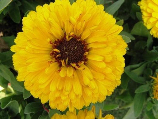 Календула (Calendula) Календула, или Ноготки (Calendula)