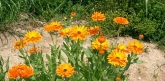 Календула лекарственная, или ноготки (Calendula officinalis)