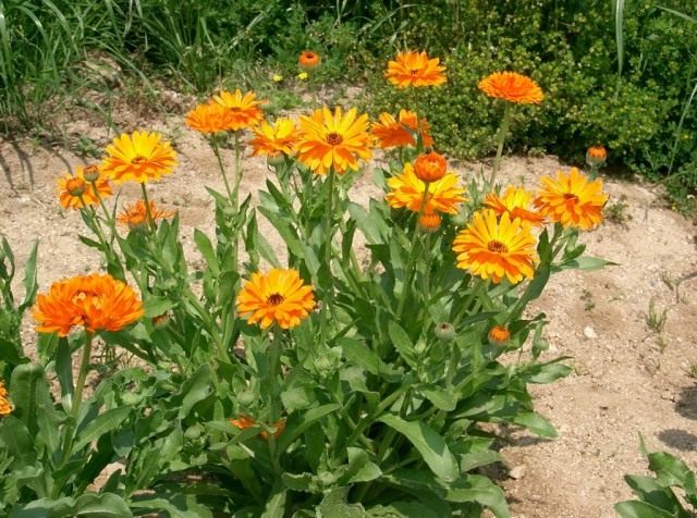 Календула лекарственная, или ноготки (Calendula officinalis) Календула лекарственная, или ноготки (Calendula officinalis)