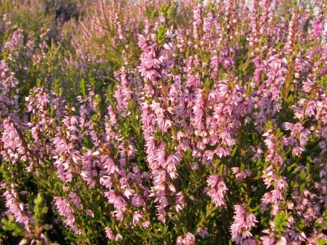 Вереск обыкновенный (Calluna vulgaris), единственный вид рода Вереск (Calluna) семейства Вересковые Вереск обыкновенный (Calluna vulgaris), единственный вид рода Вереск (Calluna) семейства Вересковые