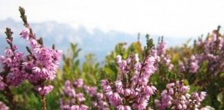 Вереск обыкновенный (Calluna vulgaris)