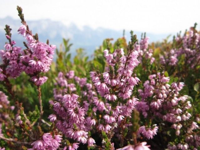 Вереск обыкновенный (Calluna vulgaris) Вереск обыкновенный (Calluna vulgaris)