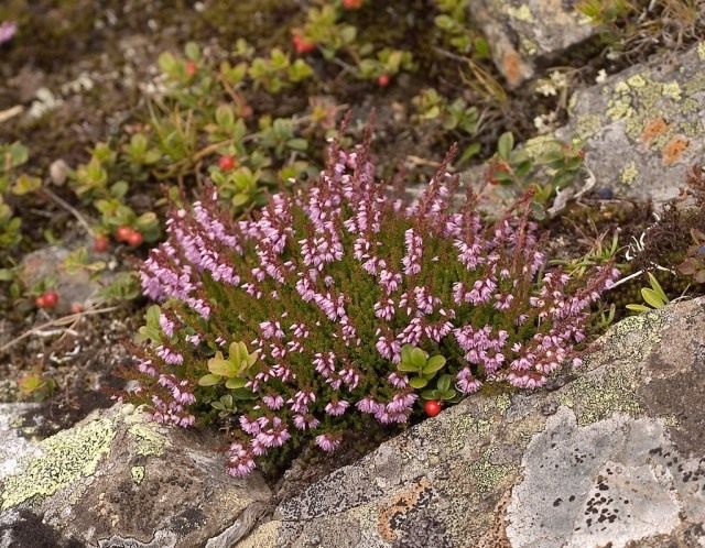 Вереск обыкновенный (Calluna vulgaris) Вереск обыкновенный (Calluna vulgaris)