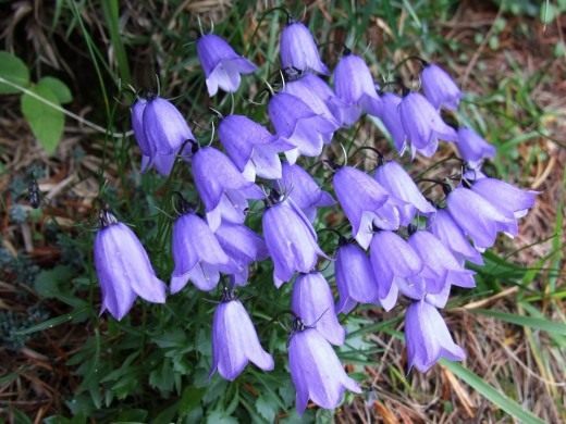 Колокольчик (Campanula)