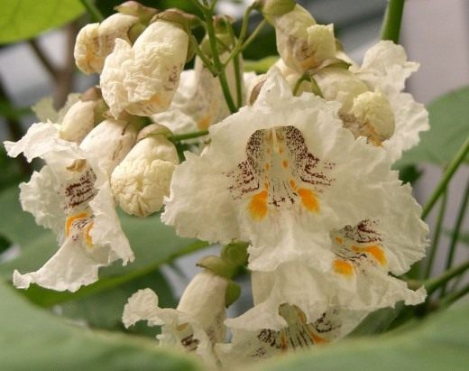 Катальпа (Catalpa)
