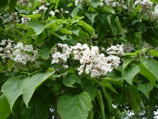 Катальпа (Catalpa)