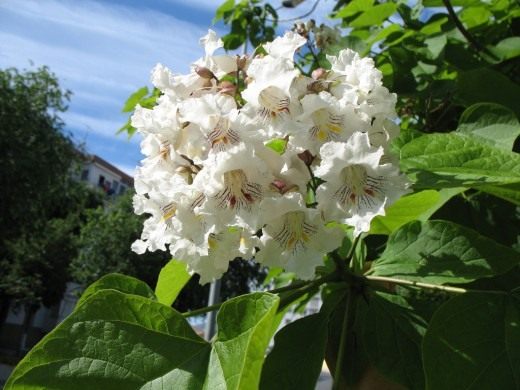Катальпа (Catalpa)
